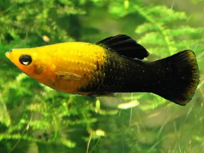 Cá Đầu Vàng Đuôi Đen: Đặc Điểm, Cách Nuôi Và Chăm Sóc Cá Đầu Vàng Đuôi Đen: Đặc Điểm, Cách Nuôi Và Chăm Sóc