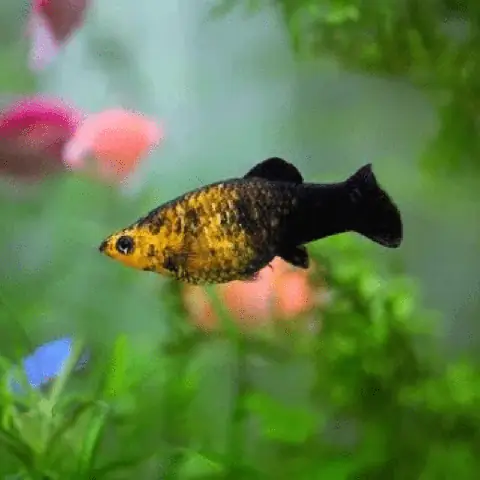 Cá Đầu Vàng Đuôi Đen: Đặc Điểm, Cách Nuôi Và Chăm Sóc Cá Đầu Vàng Đuôi Đen: Đặc Điểm, Cách Nuôi Và Chăm Sóc
