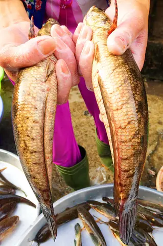 Cá Dầy Nước Ngọt: Đặc Điểm, Môi Trường Sống Và Cách Nuôi