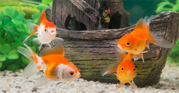 cá đẻ trứng hay đẻ con