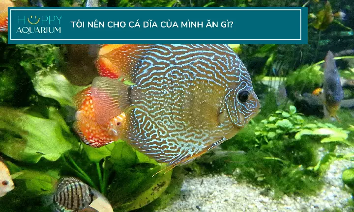 Cá Dĩa Có Ăn Thức Ăn Viên Không? Kinh Nghiệm Nuôi Và Chăm Sóc Cá Dĩa