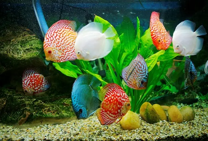 Hướng Dẫn Chăm Sóc Cá Đĩa Khi Bị Đục Mắt Toàn Diện Nhất Hướng Dẫn Chăm Sóc Cá Đĩa Khi Bị Đục Mắt Toàn Diện Nhất