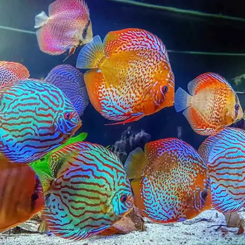 Hướng Dẫn Chăm Sóc Cá Đĩa Khi Bị Đục Mắt Toàn Diện Nhất Hướng Dẫn Chăm Sóc Cá Đĩa Khi Bị Đục Mắt Toàn Diện Nhất