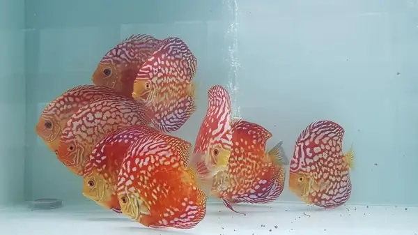 Hướng dẫn nuôi và chăm sóc cá đĩa Bồ Câu toàn diện
