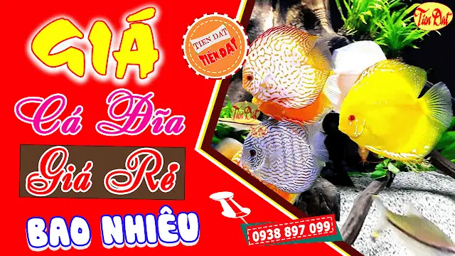 Giá cá đĩa giá bao nhiêu