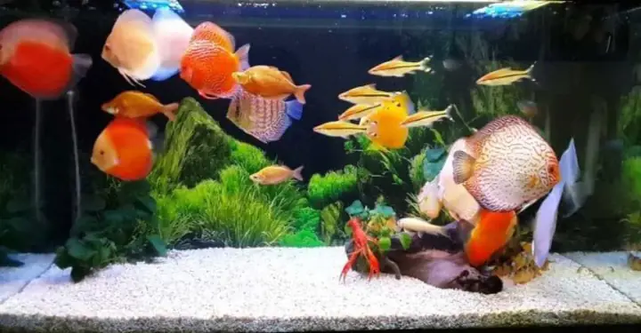 Theo dõi tương tác giữa các loài