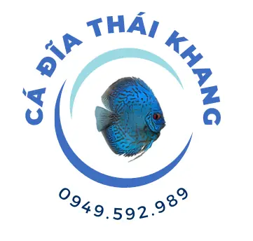 Cá Đĩa Thái Khang: Hướng Dẫn Nuôi Và Chăm Sóc Cho Người Mới