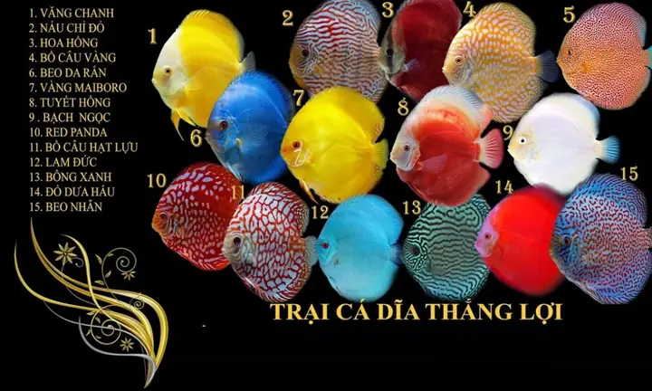 Cá Dĩa Thắng Lợi: Đánh Giá Chất Lượng Và Dịch Vụ Từ Trại