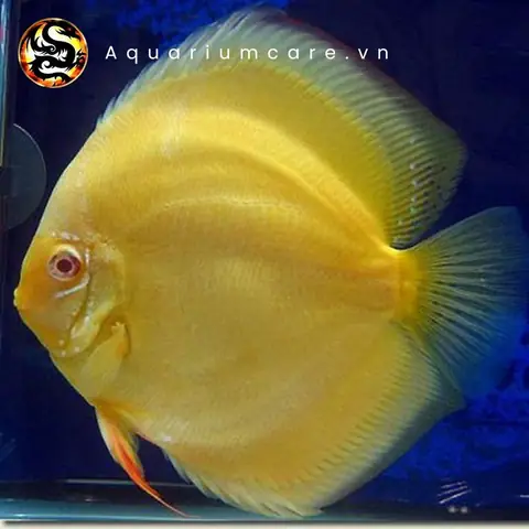 Cá Đĩa Vàng Albino: Hướng Dẫn Nuôi Và Chăm Sóc Chi Tiết