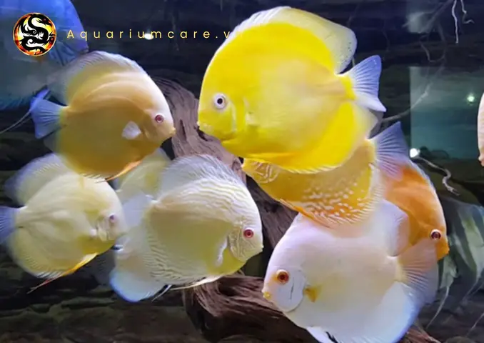 Cá Đĩa Vàng Albino: Hướng Dẫn Nuôi Và Chăm Sóc Chi Tiết