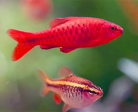 Hướng Dẫn Chi Tiết Cách Cá Diếc Anh Đào Sinh Sản