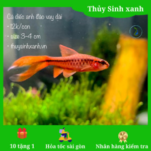 Cá diếc anh đào vây dài
