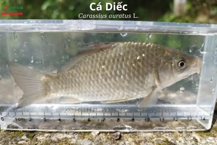 Cá Diếc Miền Nam Gọi Là Gì? Khám Phá Tên Gọi & Đặc Điểm