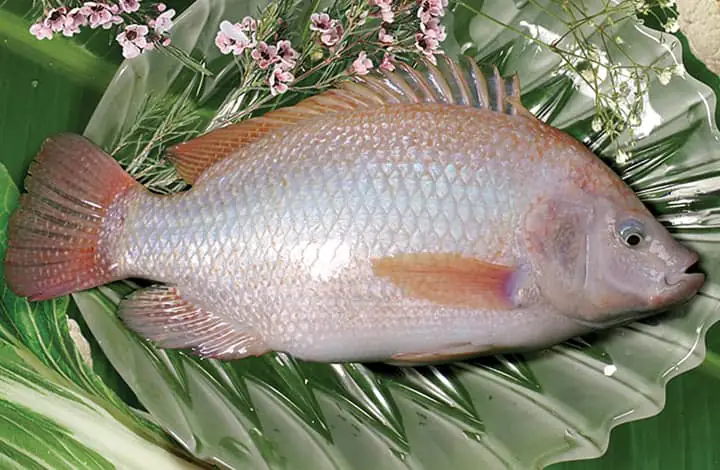 1. Thông tin tổng quan về cá diêu hồng