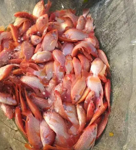 Hướng dẫn nuôi cá diêu hồng giống tại nhà và chohệ thống aquaponics