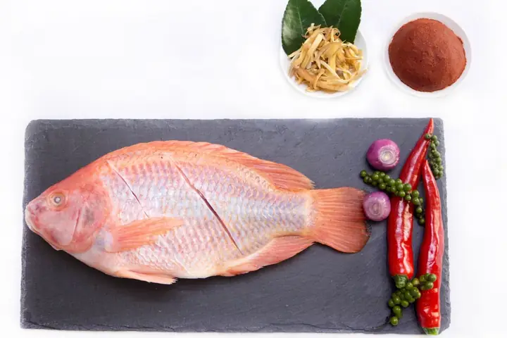 Cá Điêu Hồng Sống: Đặc Điểm, Cách Nuôi Và Lợi Ích Không Ngờ