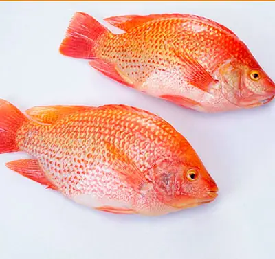 Cá Diêu Hồng Tiếng Trung Là Gì? Giải Mã Tên Gọi Và Ý Nghĩa