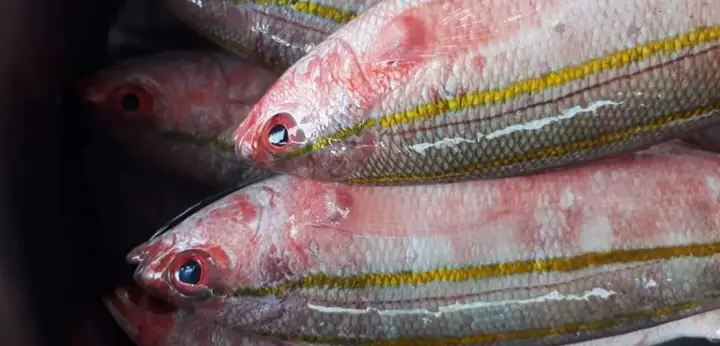 Cá Đỏ Củ Là Cá Gì? Đặc Điểm, Giá Trị Và Cách Nuôi Cá Đỏ Củ Là Cá Gì? Đặc Điểm, Giá Trị Và Cách Nuôi