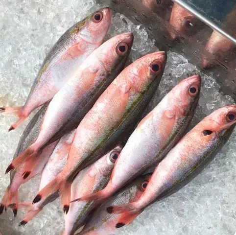 Cá Đỏ Củ Là Cá Gì? Đặc Điểm, Giá Trị Và Cách Nuôi