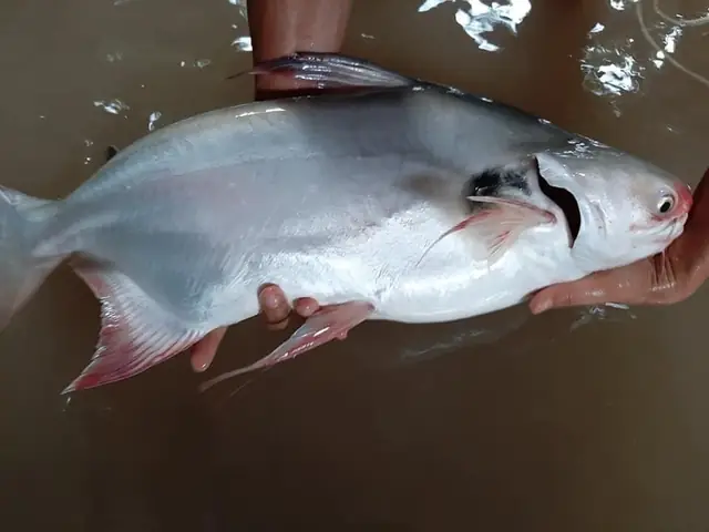 cá dồ là cá gì cá dồ là cá gì