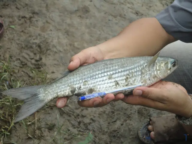 cá đối nước ngọt