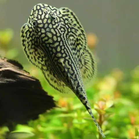 aaaa aaaa