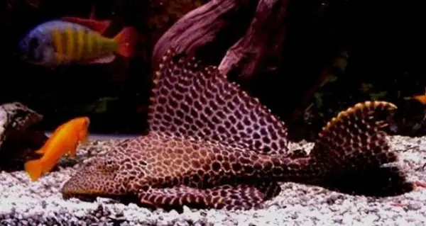 Cá Dọn Bể Tỳ Bà: Hướng Dẫn Nuôi và Chăm Sóc Toàn Diện Cá Dọn Bể Tỳ Bà: Hướng Dẫn Nuôi và Chăm Sóc Toàn Diện