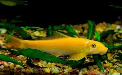 Hướng Dẫn Nuôi Cá Dọn Bể Vàng Khỏe Mạnh, Làm Sạch Hồ Thủy Sinh Hiệu Quả
