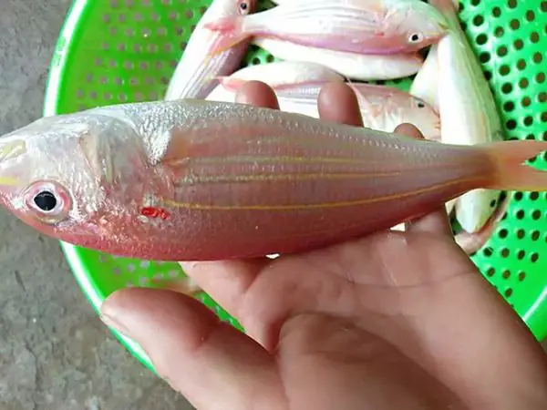 Cách nhận biết cá đổng tươi