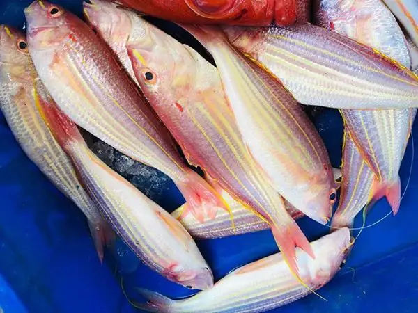 Cá đổng có dinh dưỡng như thế nào? Bao nhiêu calo?