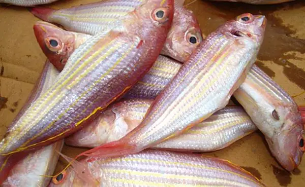 Đặc điểm nhận dạng cá đổng