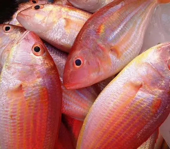 Cá Đổng Tiếng Anh Là Gì? Khám Phá Tên Gọi Và Đặc Điểm