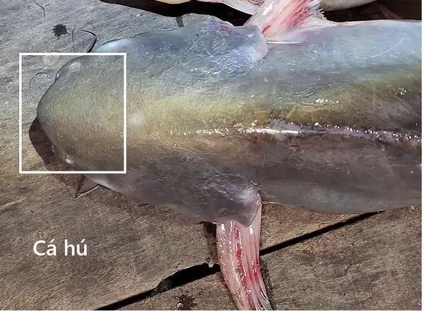 Phân Biệt Cá Dứa Cá Tra: Hướng Dẫn Chi Tiết & Món Ngon
