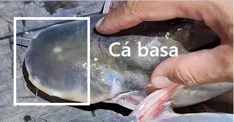 Phân Biệt Cá Dứa Cá Tra: Hướng Dẫn Chi Tiết & Món Ngon