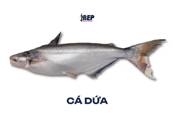 Phân Biệt Cá Dứa Cá Tra: Hướng Dẫn Chi Tiết & Món Ngon