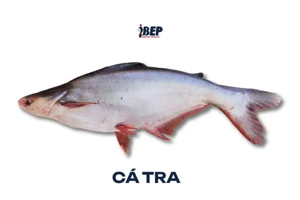 Phân Biệt Cá Dứa Cá Tra: Hướng Dẫn Chi Tiết & Món Ngon