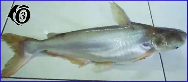 cá dứa sống ở đâu