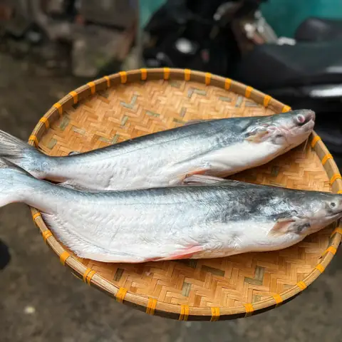 Cá Dứa Tự Nhiên: Đặc Điểm, Giá Trị & Cách Phân Biệt Thật Giả