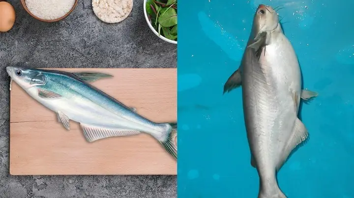 Cá Dứa và Cá Basa: Đặc điểm, giá trị và cách phân biệt chi tiết nhất