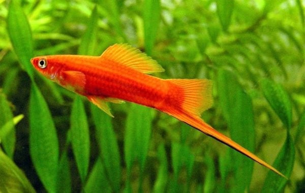 Cá Đuôi Kiếm đực với phần đuôi kéo dài như thanh kiếm, một trong các giống cá cảnh đẻ con được ưa chuộng