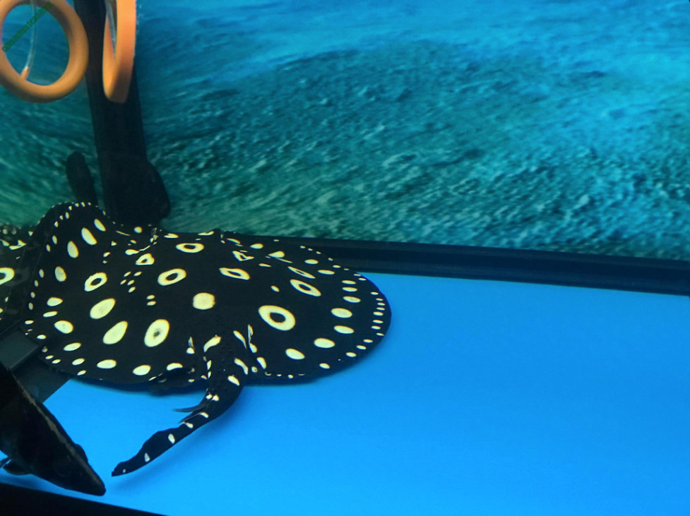 Cá Đuối Nước Ngọt Polka Dot với hoa văn chấm bi