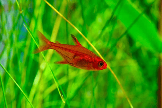 Cá Ember Tetra
