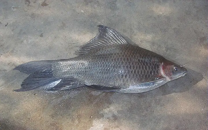 Cá ét mọi là gì?