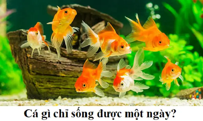 Sự Thật Về "Cá Sống 1 Ngày" Và Vòng Đời Của Các Loài Cá Cảnh