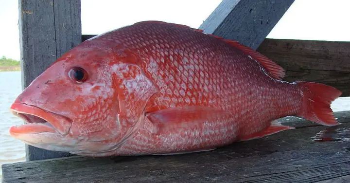 Redfish là cá gì? Bốn loài Redfish Mỹ
