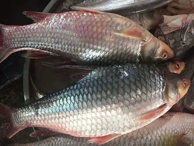 Đặc sản cá "cậu ông trời" nguy cơ tuyệt chủng