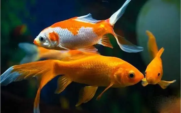 Cá Giao Phối Thế Nào? Toàn Tập Về Sinh Sản Các Loài Cá