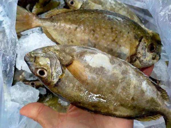 Những điểm nhận dạng cá giò