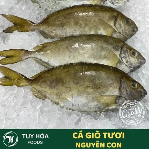 Mua cá giò online tại Tuy Hoà Foods