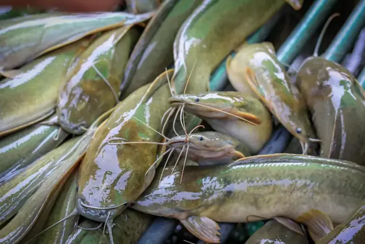 Nuôi thả cá trê giống như thế nào chohệ thống aquaponics: